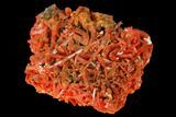 Bright Orange Crocoite Crystal Cluster - Tasmania #171706-1